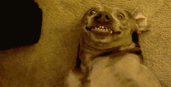 Perro feliz